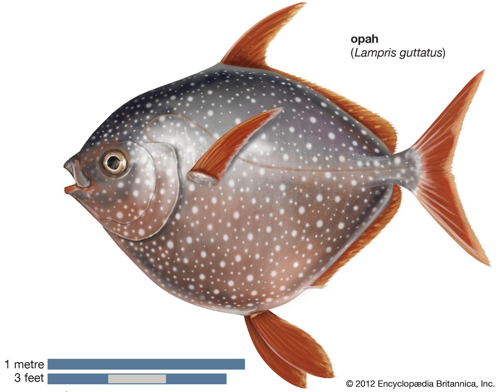 Friday Fish or Feast? The Great Catholic Meat Debate!