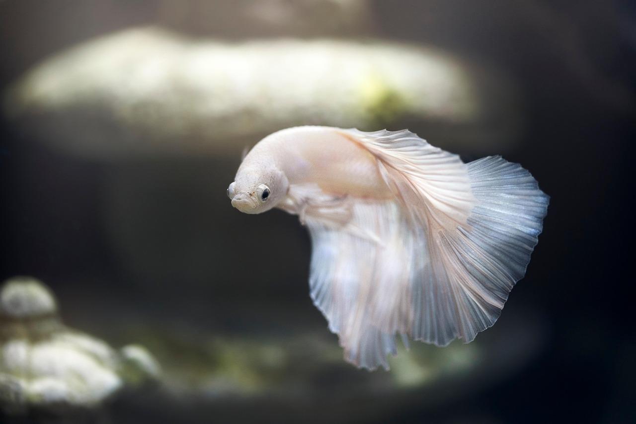 Fish on ⁤Fire: Transforming Your ⁤Friday⁤ into a Seafood Spectacle
