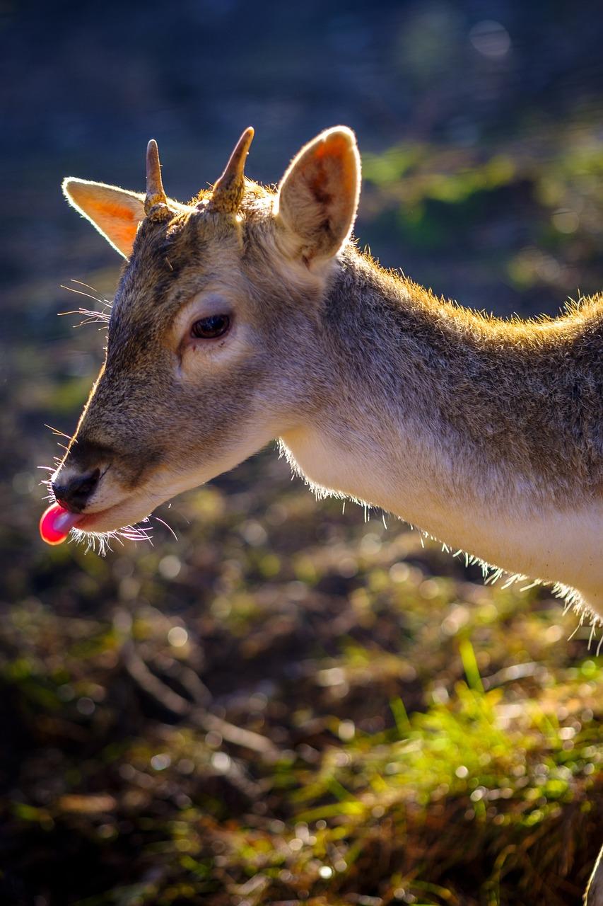 Rudolph's Rhymes: Playful Puns and Festive Fun with ⁤five‌ Letters