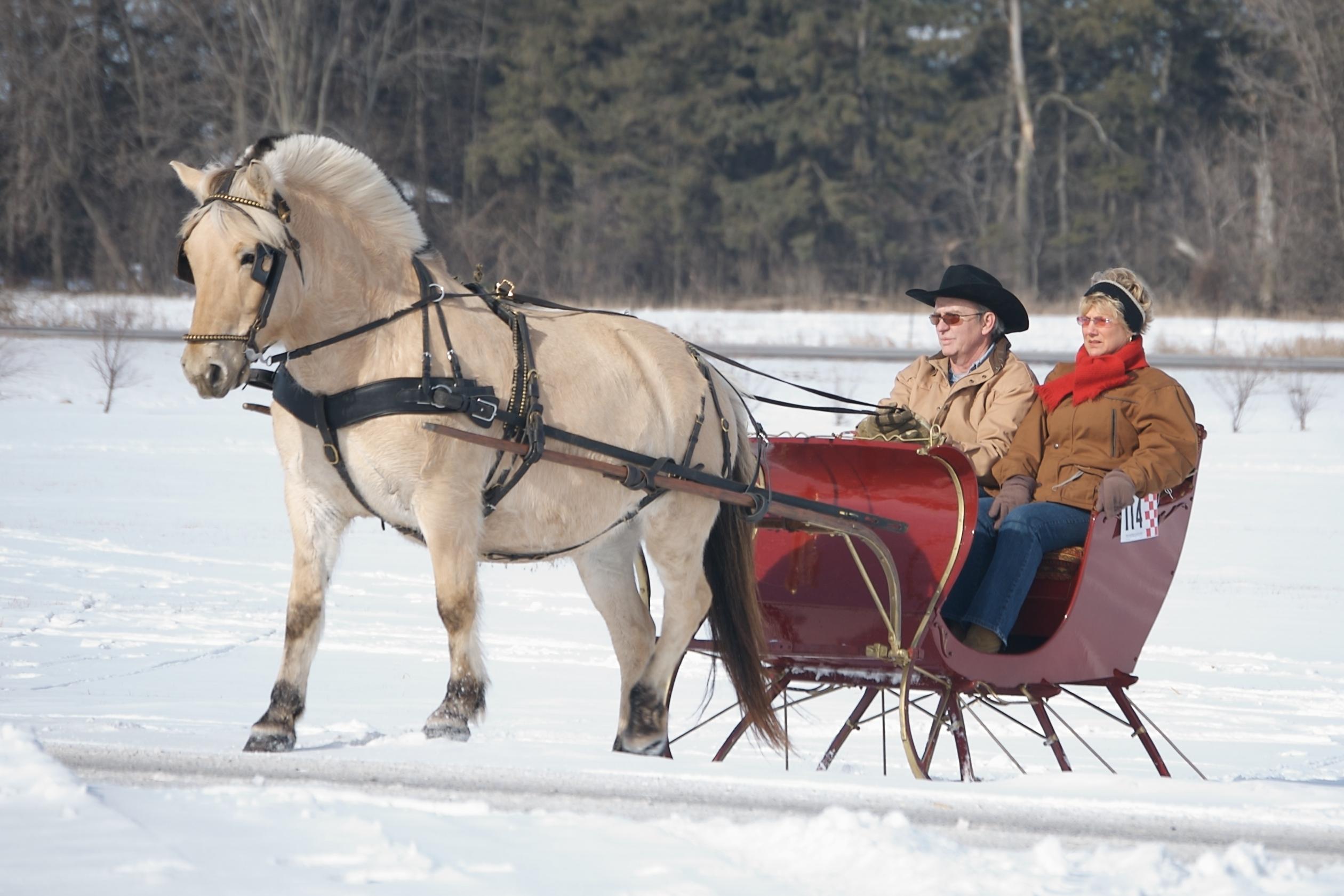 Sleigh the Day: Fun Activities ​to Enjoy with⁢ Your​ Pets this Christmas Eve