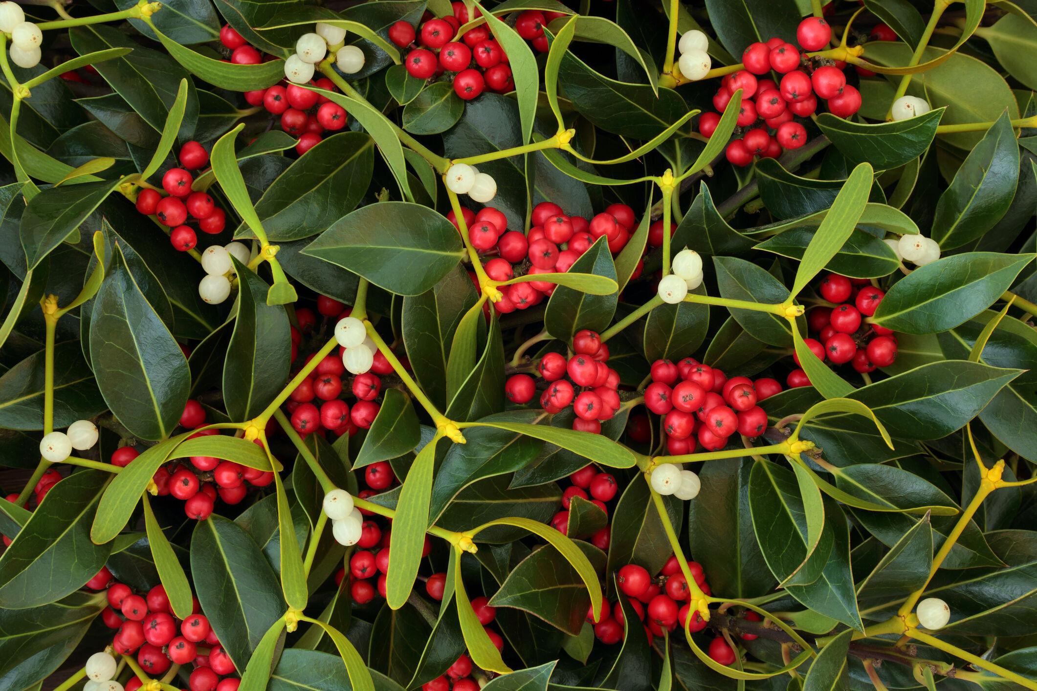 Mistletoe​ Madness: Hilarious⁤ Holiday Fails⁤ We Can All​ Relate To