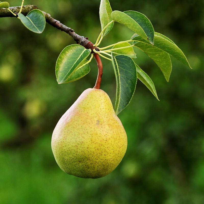 Presents Gone ⁢Wrong: ⁣When Your Pear Tree is Actually a Tacky ⁣Ornament
