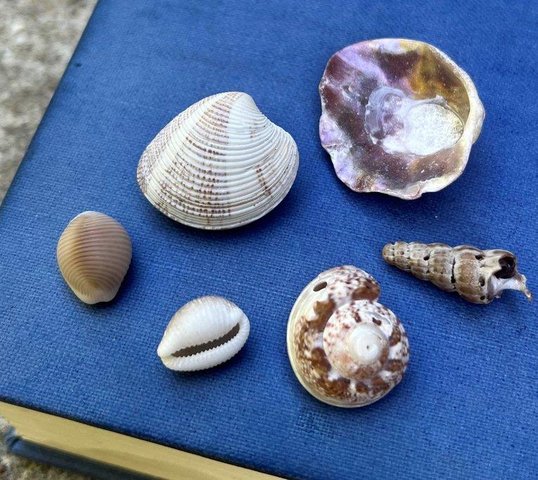 Shell-abrate Love: Choosing ⁣the Right Colors and Materials