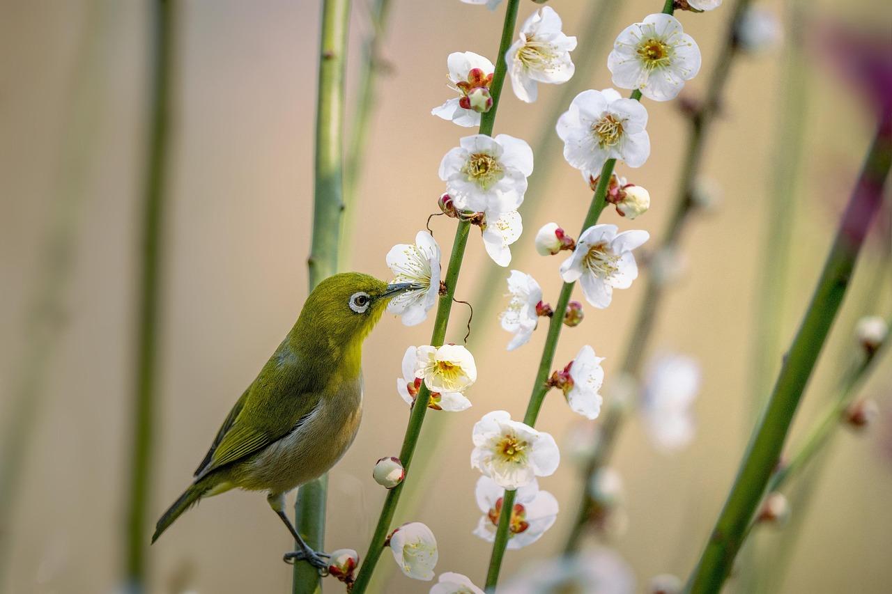 Early Bird vs. Night Owl: Choosing the Perfect Shopping Hour