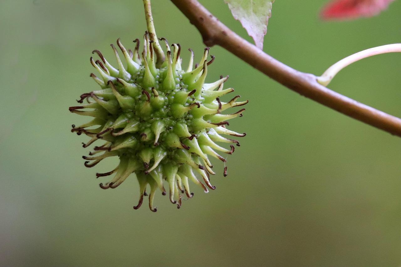 Fruit-Fueled Faith: How to⁤ make Your Spiritual Life a Bounty of Blessings