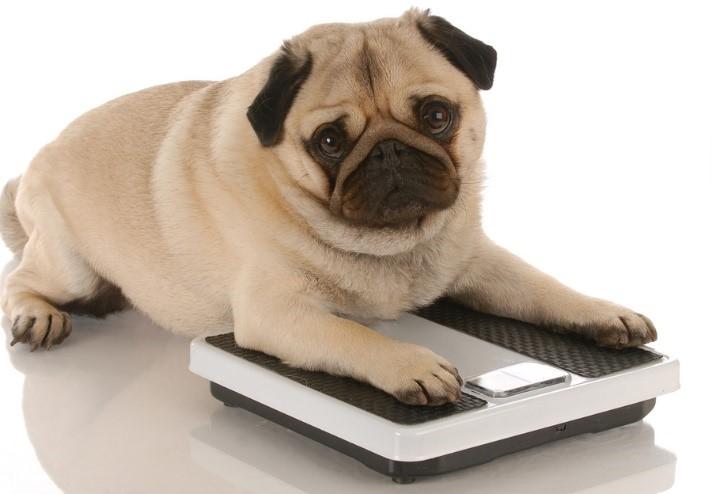 Pawsitively Perfect Tips for Pooch⁤ and Purr-fect Holiday Cheer