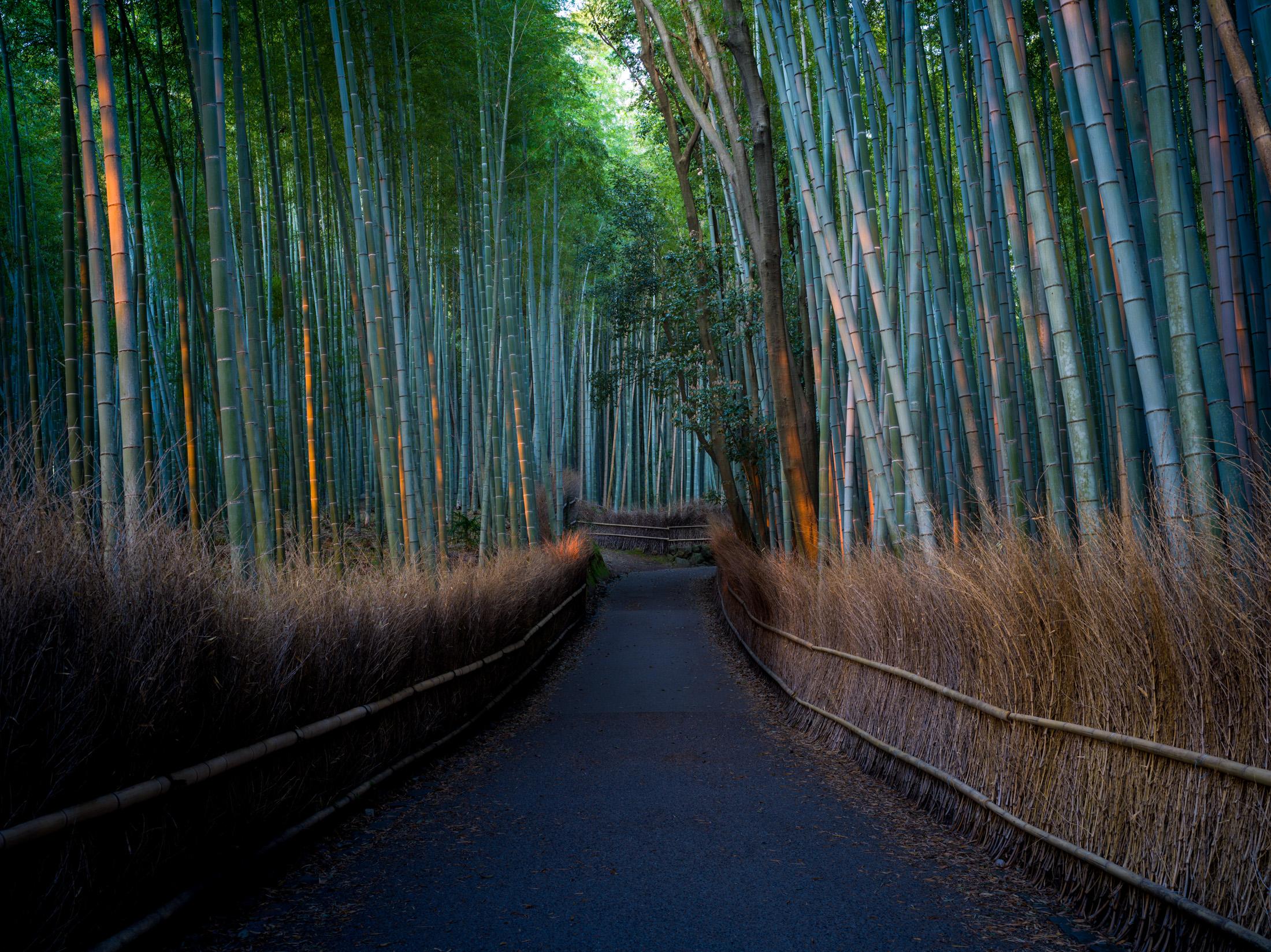 Poetry on ​the Bamboo Trail: ⁤Finding Inspiration in Panda Proverbs