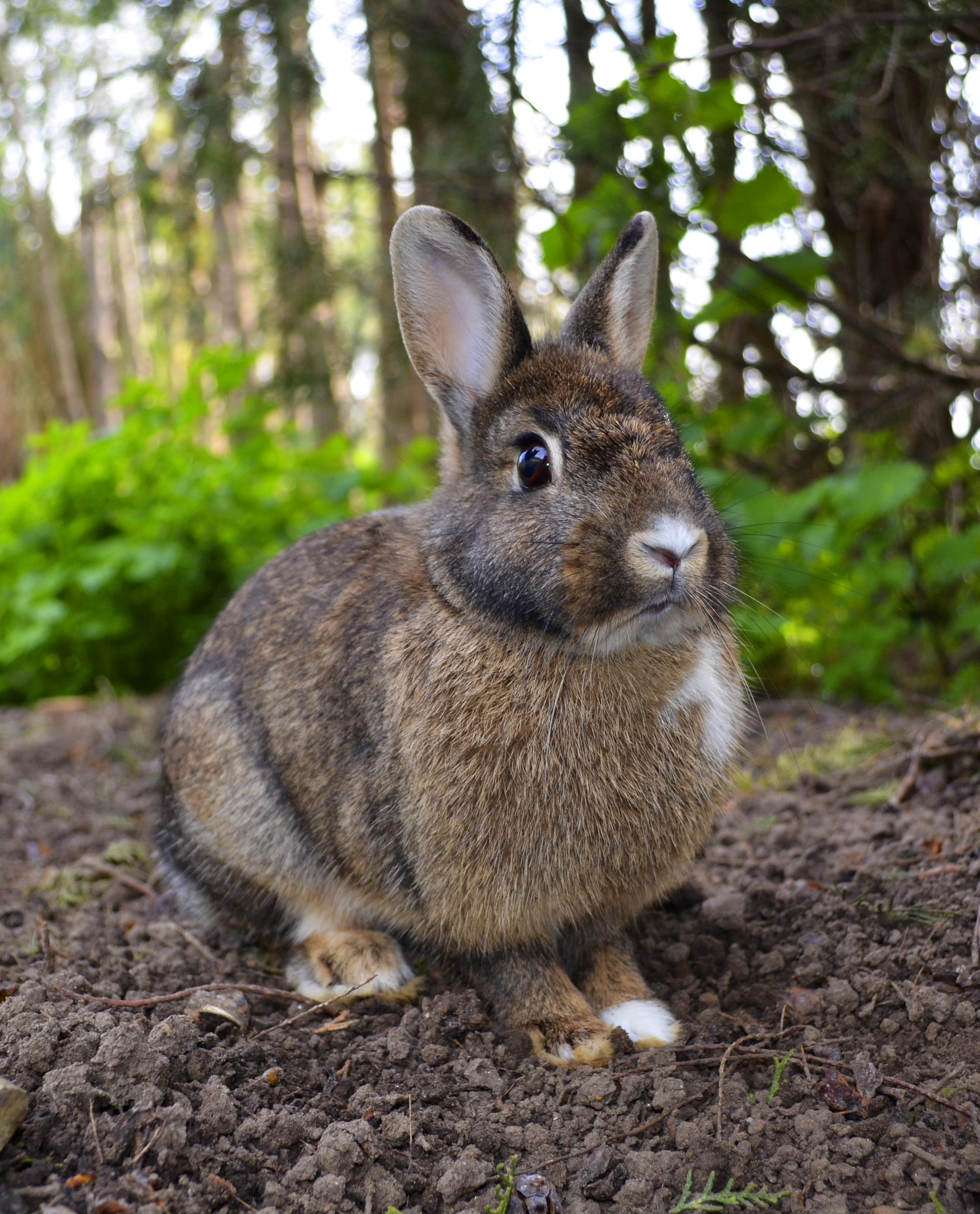 Mythical Mischief: Fun Facts About the Rabbit and How to Incorporate ‌them into Your Wishes