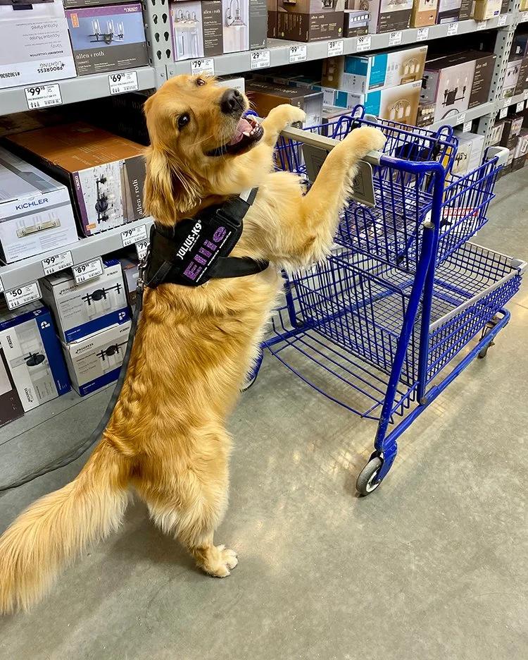 Last-Minute Pet Shopping: Don’t Let Your‍ Fur Baby Down