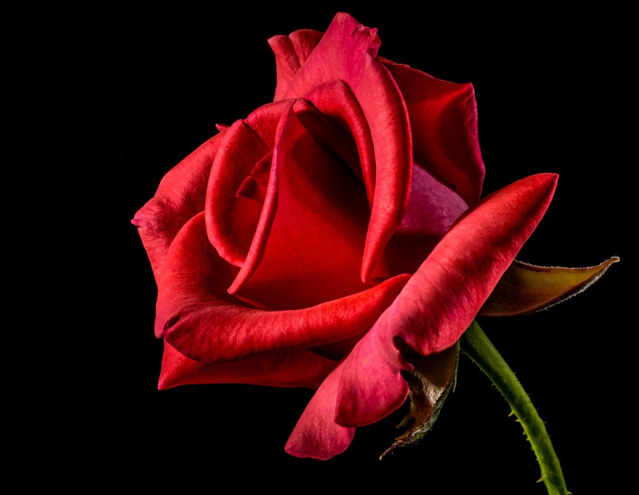 Gifting Gone Wrong: When Flowers Speak Louder Than You ⁣Mean