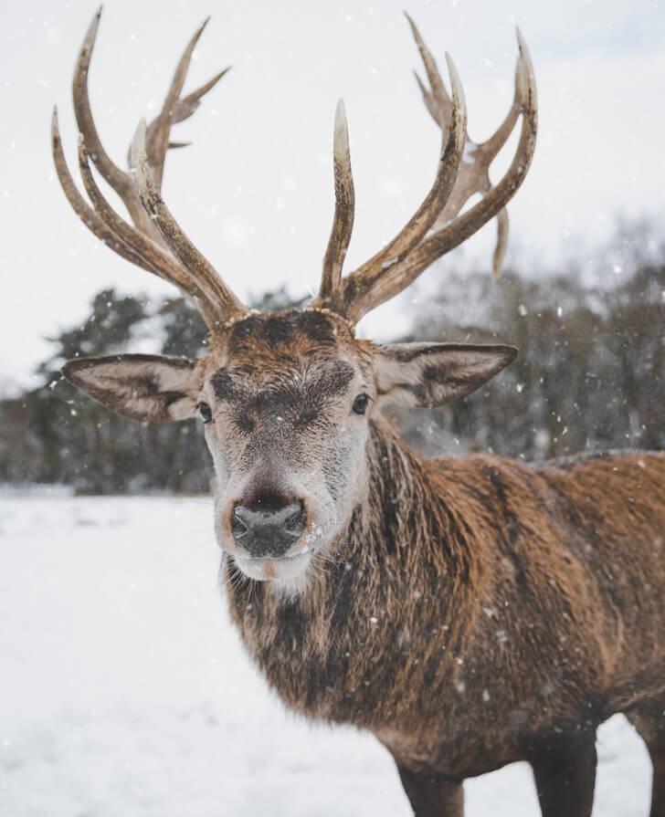 Reindeer​ Approved: Delivering Your Letters Faster than Rudolph